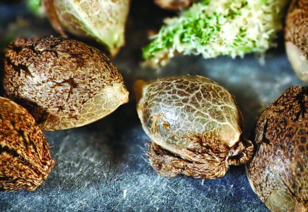 Why We Only Sell Seeds We Trust: Inside Our Hoegemeyer Selection